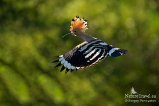 Hoopoe / ©Sergey Panayotov